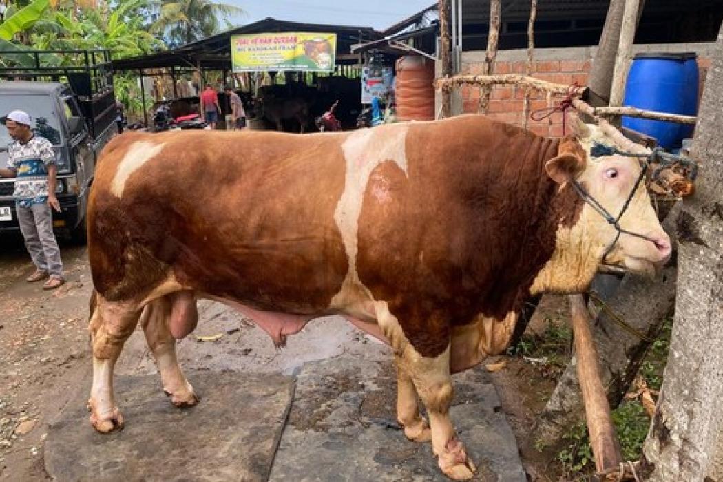 mengenal-sapi-blembo-sapi-jenis-simental-seberat-1-ton-jadi-calon-hewan-kurban-presiden-prabowo-di-palembang