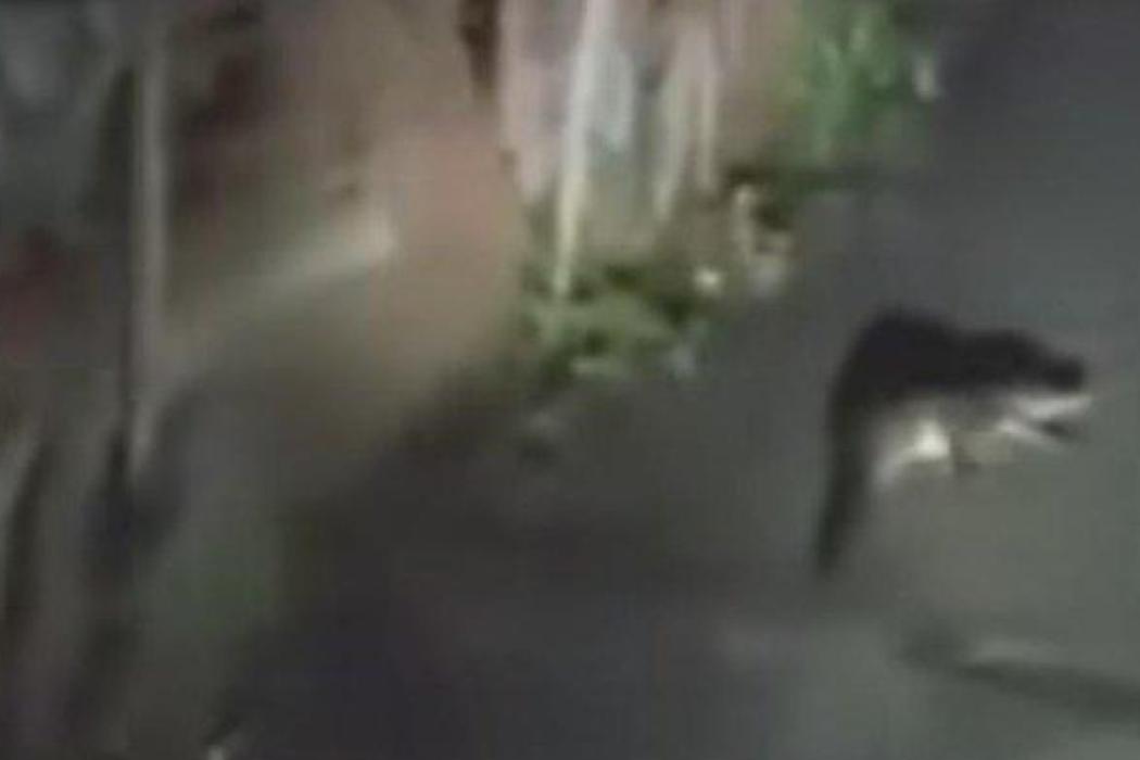 Warga 13 Ulu Palembang Geger, Seekor Buaya Terekam Berkeliaran di Jalan Saat Malam Hari