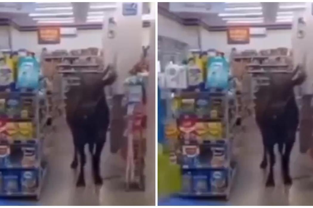 Viral Sapi Masuk ke Dalam Indomaret Plaju Palembang, Satu Motor Pegawai Rusak Diseruduk